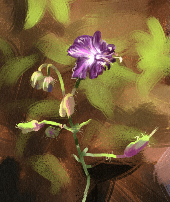 Wildflower Sketch
