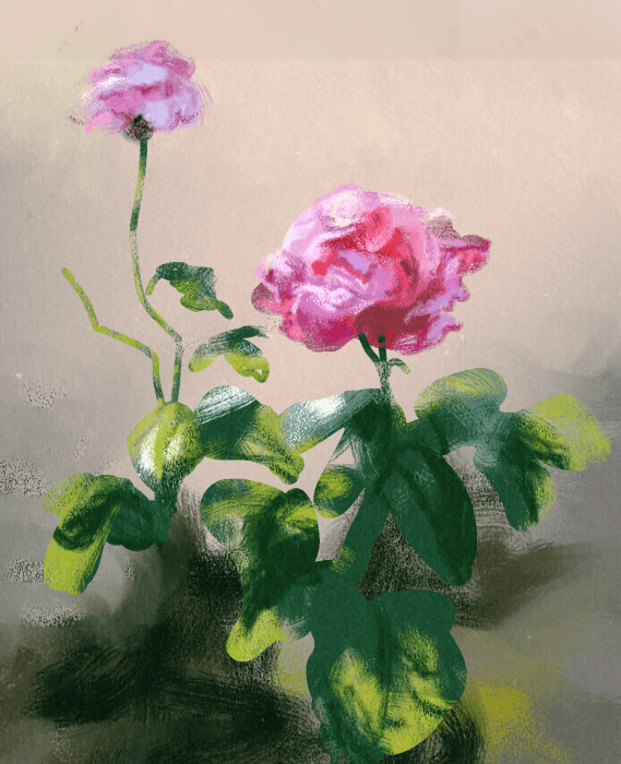 Pink Rose Sketch